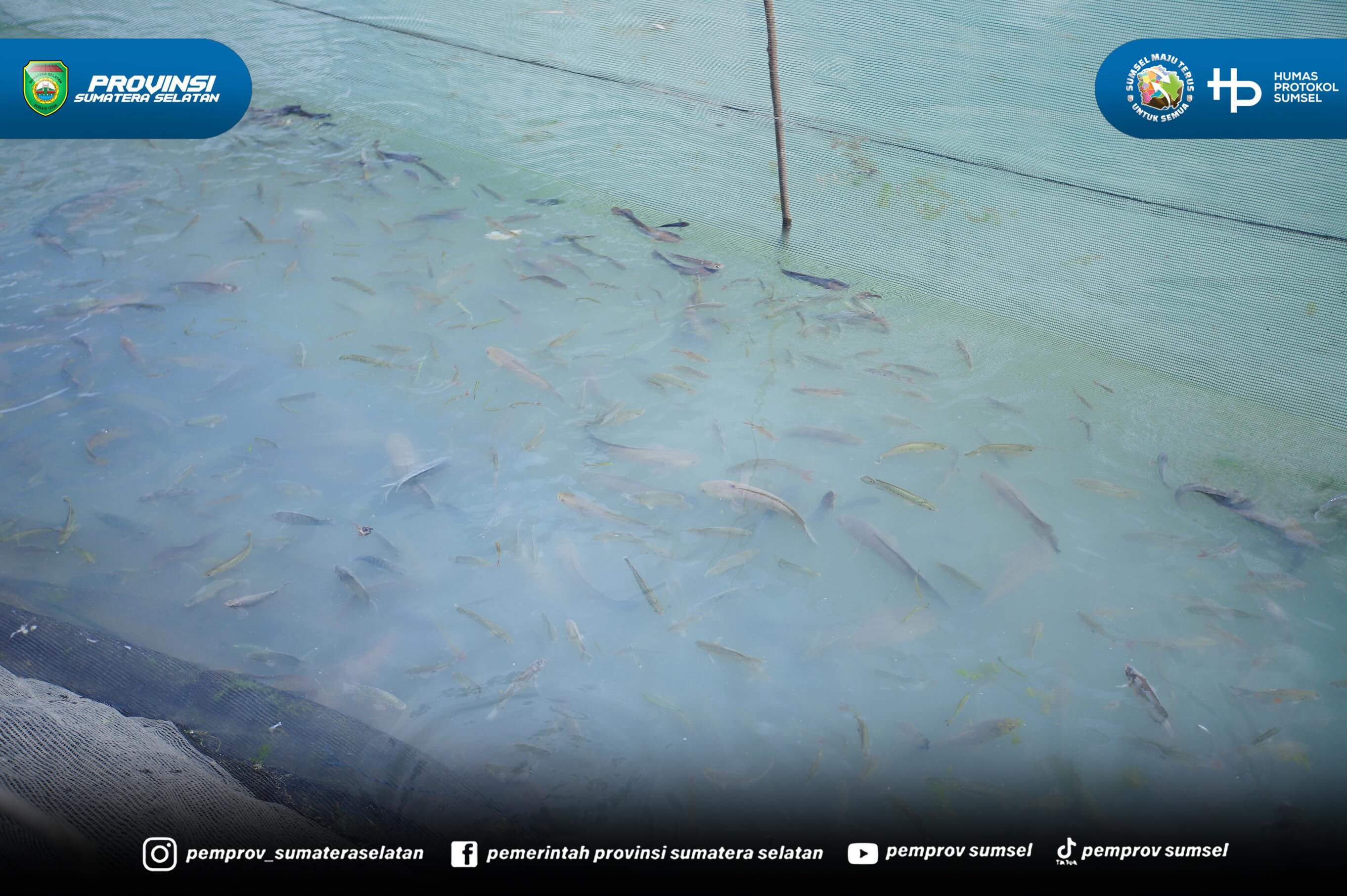 Usai menghadiri pengukuhan DPC ABPEDNAS kab/kota se Sumsel, rombongan Jaksa Agung Muda Intelijen (Jamintel) Kejagung RI, Prof. Dr. Reda Manthovani, SH. L.LM dan Gubernur Sumsel Dr. H. Herman Deru juga menyempatkan diri melakukan kegiatan melebung...