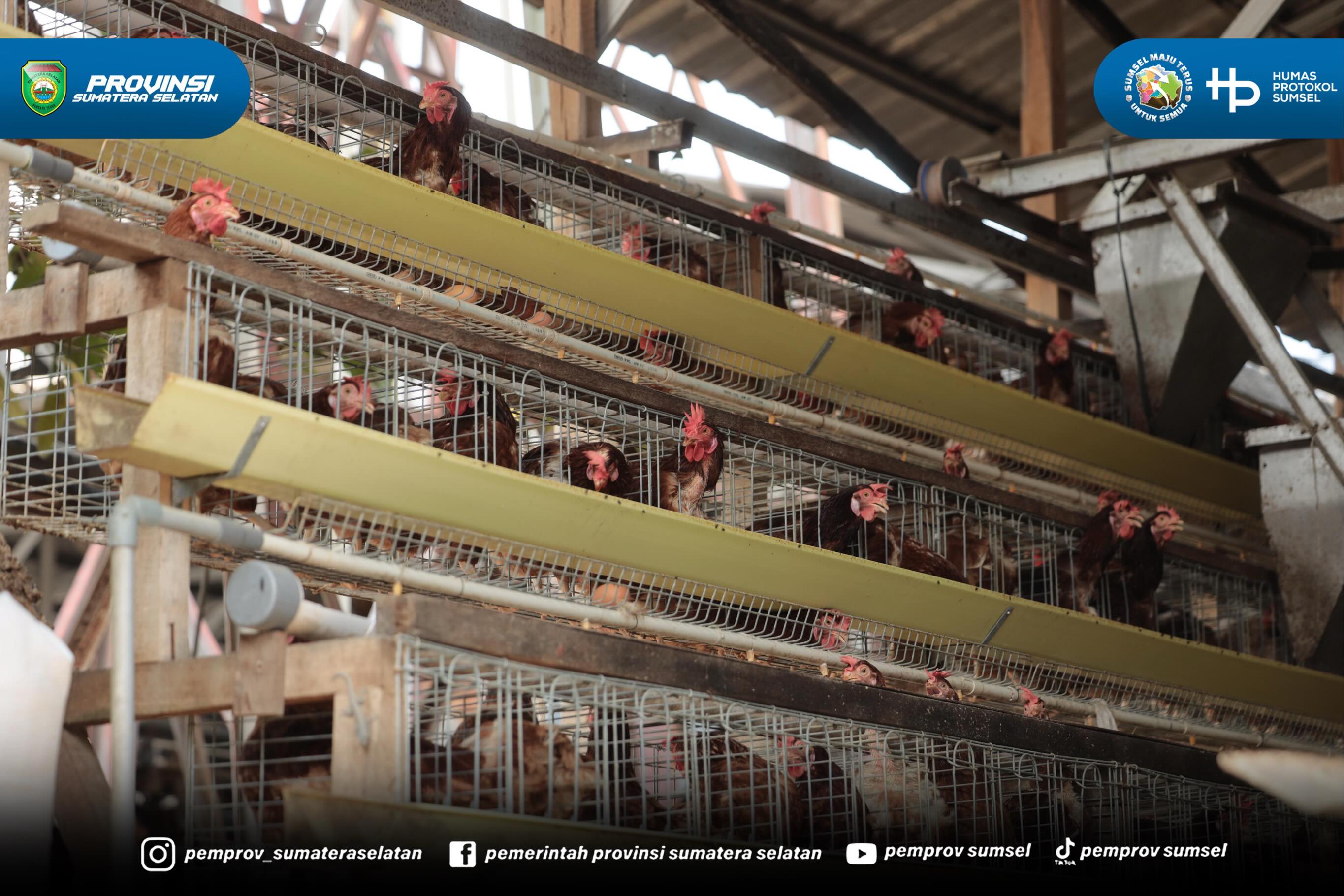 Banyuasin – Gubernur Sumatera Selatan (Sumsel) Dr. H. Herman Deru meninjau San San Farm, peternakan ayam yang berlokasi di Jalan Pangkalan Benteng, Sukomoro, Kabupaten Banyuasin, Selasa (30/6/2026). Kunjungan tersebut merupakan bagian dari rangkai...