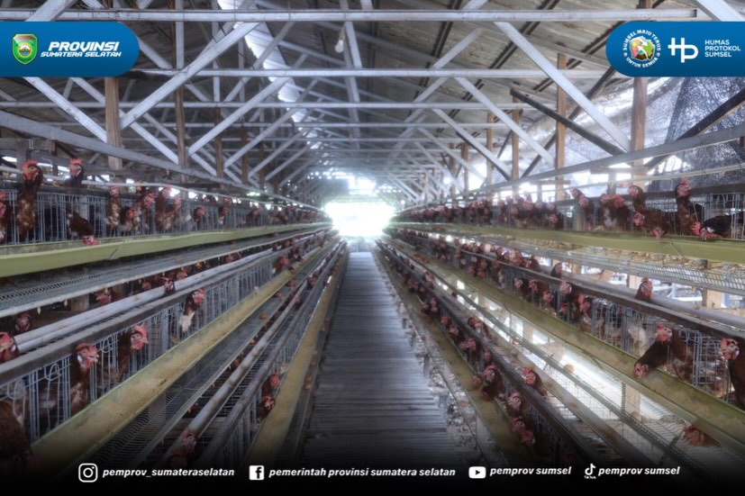 Banyuasin – Gubernur Sumatera Selatan (Sumsel) Dr. H. Herman Deru meninjau San San Farm, peternakan ayam yang berlokasi di Jalan Pangkalan Benteng, Sukomoro, Kabupaten Banyuasin, Selasa (30/6/2026). Kunjungan tersebut merupakan bagian dari rangkai...