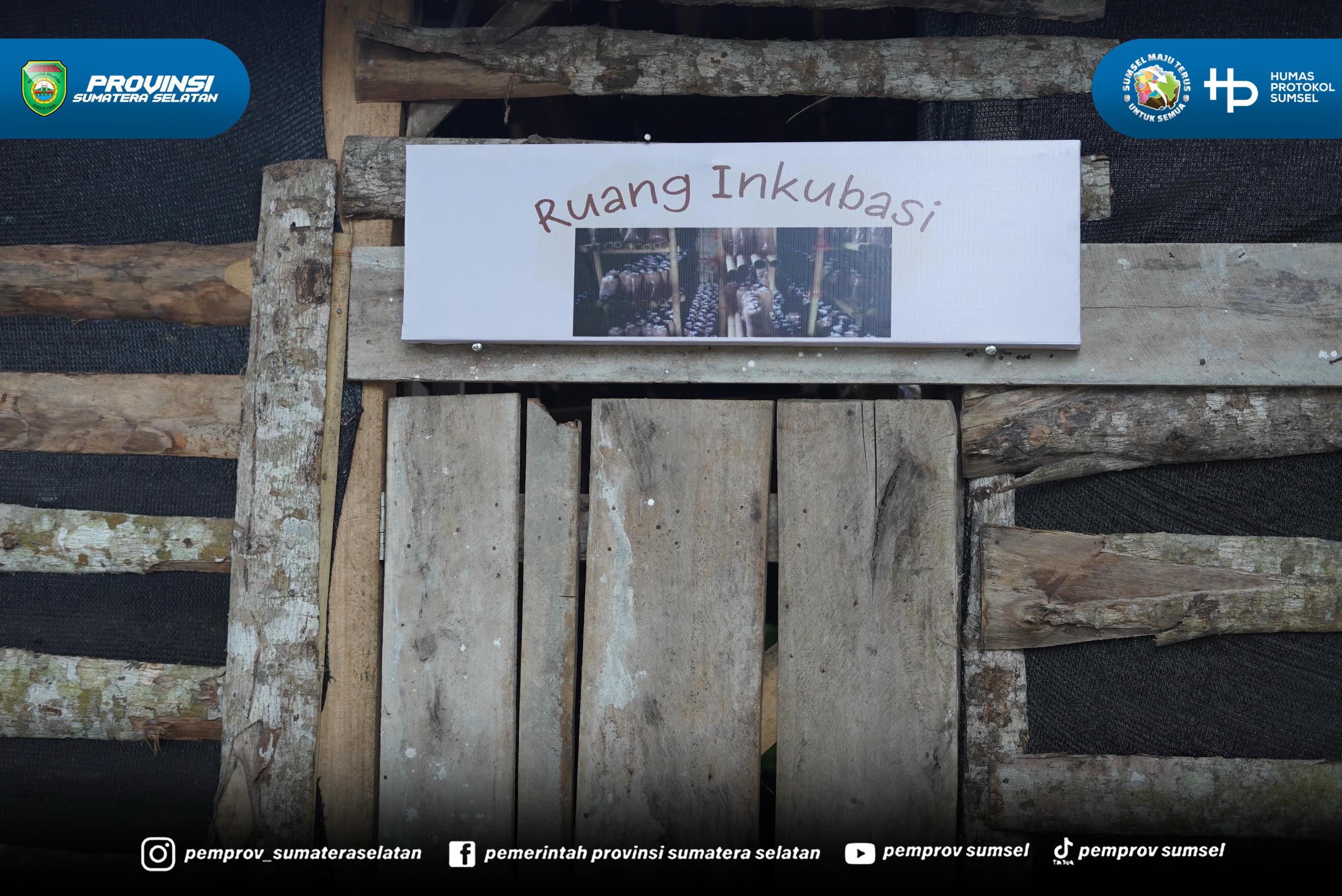 Ketua TP PKK Sumsel Feby Deru, hari ini, Selasa (30/06/26) mampir ke Sentra Jamur Tiram “Berkat Serasan” binaan TP PKK OKU Selatan.