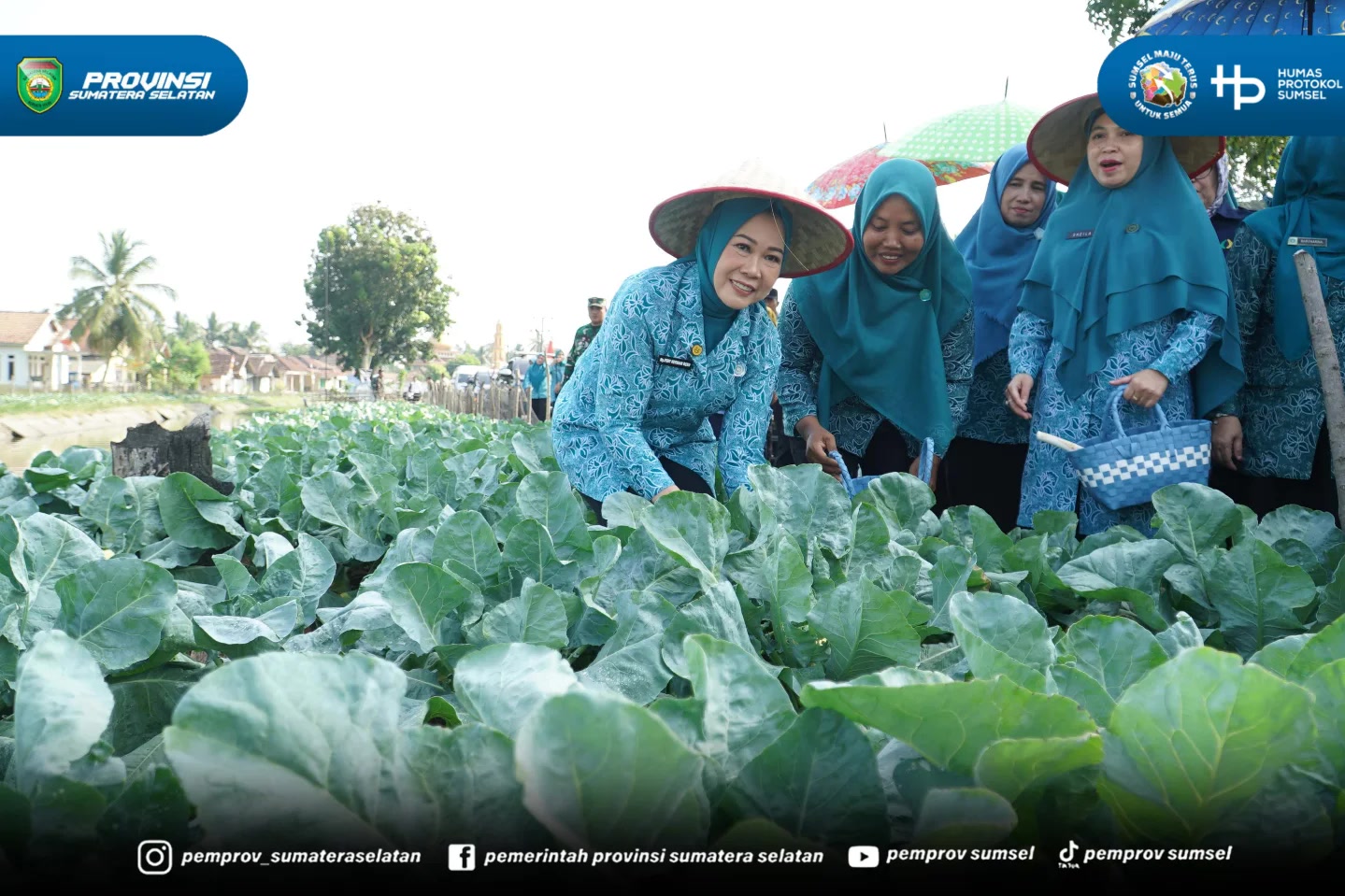 Buay Madang Timur, OKU Timur. Sinar matahari menyorot bedengan kembang kol putih bersih di Desa Tanjung Mas, Kecamatan Buay Madang Timur, OKU Timur. Di sela tanaman itu, Ketua TP PKK Sumsel Feby Deru berjongkok. Memetik. Memanen.