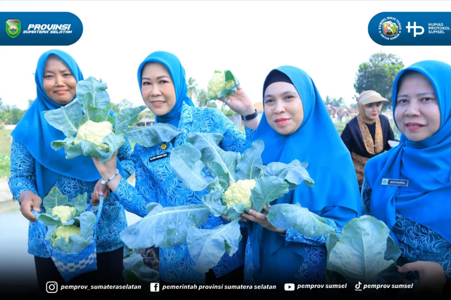 Buay Madang Timur, OKU Timur. Sinar matahari menyorot bedengan kembang kol putih bersih di Desa Tanjung Mas, Kecamatan Buay Madang Timur, OKU Timur. Di sela tanaman itu, Ketua TP PKK Sumsel Feby Deru berjongkok. Memetik. Memanen.