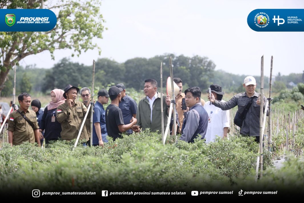 Ogan Ilir - Gubernur Sumsel Herman Deru terus mendorong penguatan sektor pertanian dan peternakan. Hal itu terlihat saat beliau meninjau Sriwijaya Science Techno Park (SSTP) pada Kamis (09/07/26), usai menanam pohon di Embung Konservasi Kebun Raya...