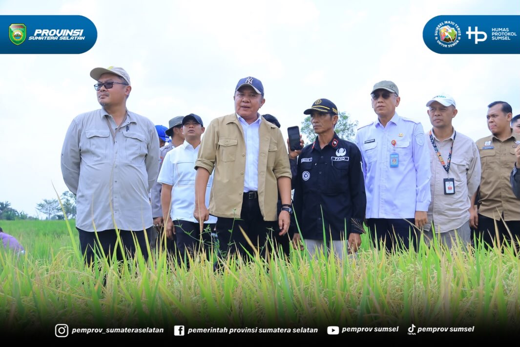Ogan Ilir - Gubernur Provinsi Sumatera Selatan Herman Deru, secara resmi memimpin jalannya Panen Raya IP 200 seluas 3.194 hektar di Desa Suka Cinta, Kecamatan Muara Kuang, Kabupaten Ogan Ilir, pada Rabu (5/8/2026).