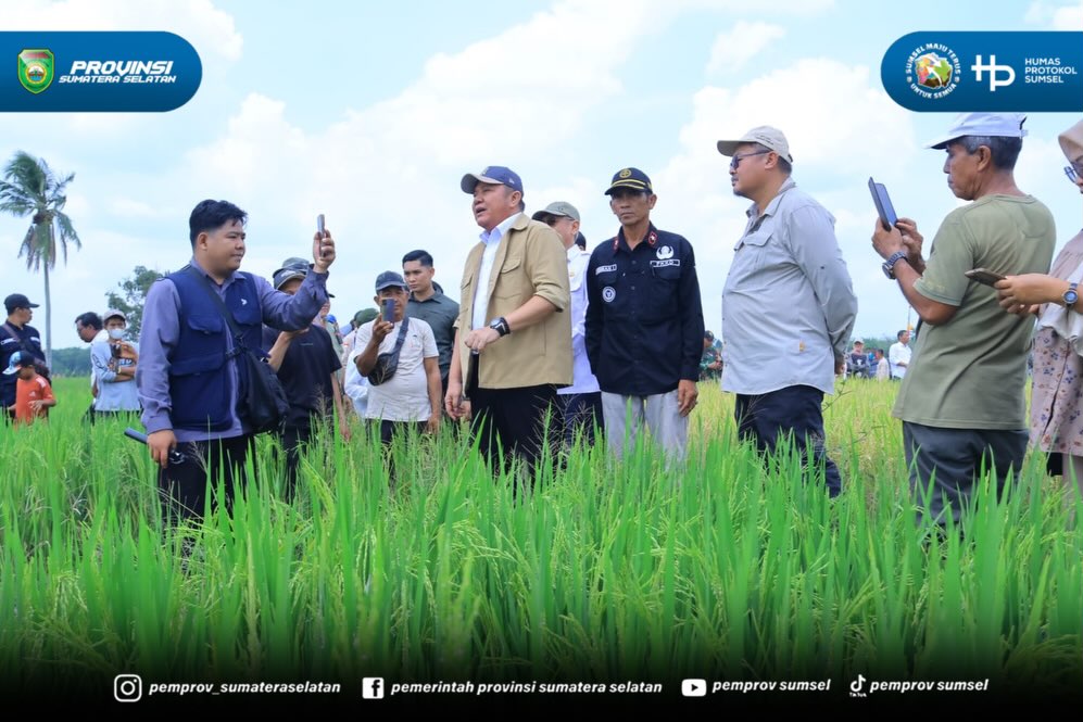 Ogan Ilir - Gubernur Provinsi Sumatera Selatan Herman Deru, secara resmi memimpin jalannya Panen Raya IP 200 seluas 3.194 hektar di Desa Suka Cinta, Kecamatan Muara Kuang, Kabupaten Ogan Ilir, pada Rabu (5/8/2026).